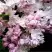 Сирень КРАСАВИЦА МОСКВЫ в Гродно