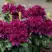 Рододендрон КАЛИ в Гродно