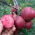 Яблоня РЕД КЕТТИ в Гродно