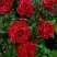 Роза РЕД ИНТУИШН чайно-гибридная в Гродно