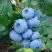 Голубика ТОРО в Гродно