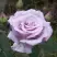 Роза СИЛЬВЕР СТАР чайно-гибридная в Гродно