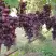Виноград БАЙКОНУР в Гродно