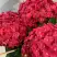 Гортензия ЭНДЛЕСС САММЕР ЛАВ крупнолистная в Гродно