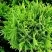 Туя ДАНИКА западная в Гродно