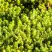 Очиток (седум) ЙЕЛЛОУ КВИН едкий в Гродно