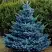 Ель МАДЖЕСТИК БЛЮ колючая в Гродно