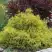 Кипарисовик ГОЛДЕН МОП горохоплодный в Гродно