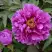 Пион ЛИЛОВАЯ ФАНТАЗИЯ древовидный в Гродно