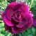 Роза БУРГУНДИ АЙС флорибунда в Гродно