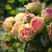 Роза ПИТАХАЙЯ чайно-гибридная в Гродно