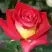 Роза ФРЕНДШИП чайно-гибридная в Гродно