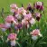 Ирис БЛАШИНГ ПИНК бородатый в Гродно