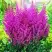 Астильба ПЕПЛ РЕЙН гибридная в Гродно
