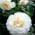 Роза ВАЙТ МЕЙДИЛАНД почвопокровная в Гродно