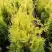 Туя ГОЛДЕН БРАБАНТ западная в Гродно