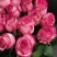 Роза КАРУСЕЛЬ чайно-гибридная в Гродно