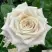 Роза МЕНТА чайно-гибридная в Гродно