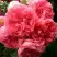 Роза РОЗАРИУМ ЮТЕРСОН плетистая в Гродно