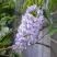 Глициния макростахия БЛЮ МУН в Гродно