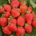 Клубника САН АНДРЕАС ремонтантная в Гродно