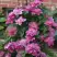 Клематис МАЙ ДАРЛИНГ  в Гродно