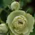 Роза ГРИН ДАЙМОНД миниатюрная в Гродно
