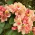 Рододендрон ФЛАУТАНДО в Гродно