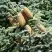 Пихта благородная в Гродно