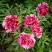 Пион РЕД ВИЗ ПИНК древовидный в Гродно