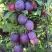 Слива БЛЮ СВИТ колонновидная в Гродно