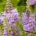 Физостегия РОЗЕЯ виргинская в Гродно