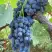 Виноград ВЕНУС в Гродно