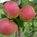 Яблоня АУКСИС в Гродно