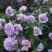 Роза ЛАВ СОНГ флорибунда в Гродно