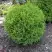 Туя ХОЗЕРИ западная в Гродно