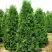 Туя ПИРАМИДАЛИС КОМПАКТА западная в Гродно