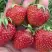 Клубника ВИМА ЗАНТА в Гродно