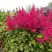 Астильба САННИ ДЕЙ гибридная в Гродно