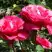 Роза ВИЕН РОУЗ чайно-гибридная в Гродно
