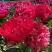 Пион БЕЛГРАВИЯ травянистый в Гродно