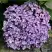 Гортензия АИША крупнолистная  в Гродно