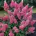 Гортензия МЕГА МИНДИ метельчатая в Гродно