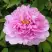 Пион ПРОЗРАЧНАЯ РОСА древовидный в Гродно