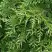 Туя СМАРАГД ВАРИЕГАТА западная в Гродно