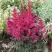 Астильба МУЛЕН РУЖ курчавая в Гродно