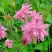 Аквилегия БАРЛОУ ПИНК гибрид МакКаны в Гродно