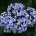 Гортензия АИША крупнолистная  в Гродно