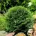 Туя ДАНИКА западная в Гродно