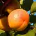 Абрикос СПАДЧЫНА в Гродно